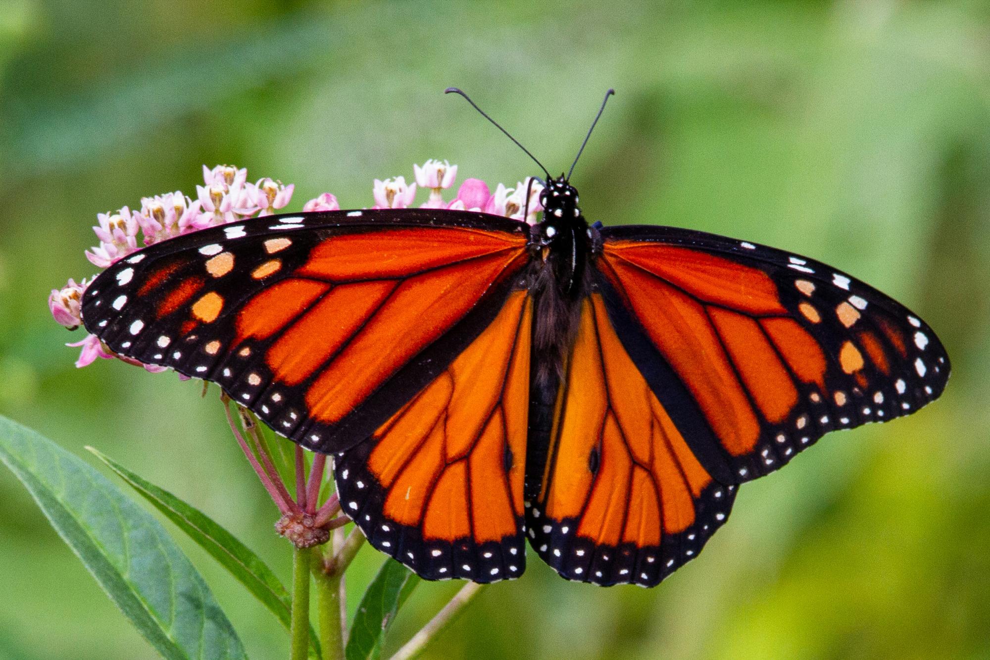 $!A pesar de su belleza, las mariposas monarca enfrentan amenazas significativas, como la pérdida de hábitat y el cambio climático, que ponen en riesgo su población.