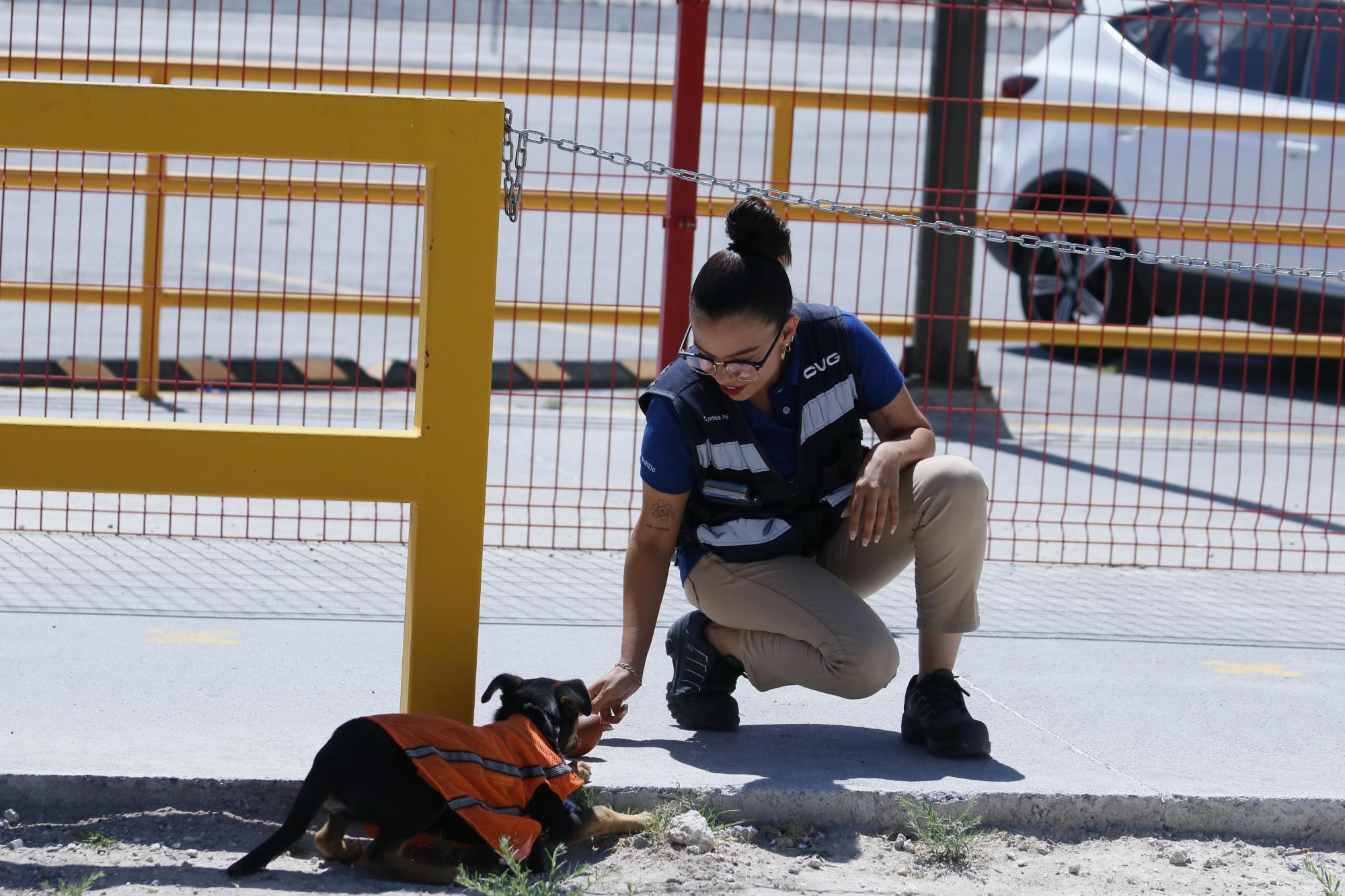 $!Entre los trabajadores se han cooperado para comprarle sus platos y su alimento, además de hacerle su uniforme.