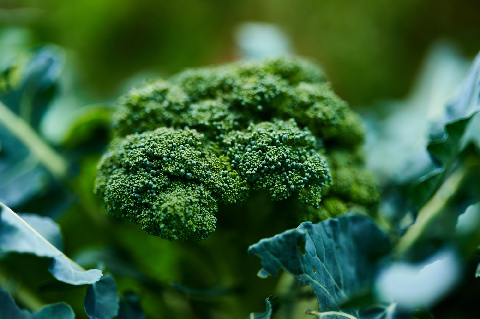 $!Entre los beneficios del brócoli se encuentra la protección al revestimiento del intestino.