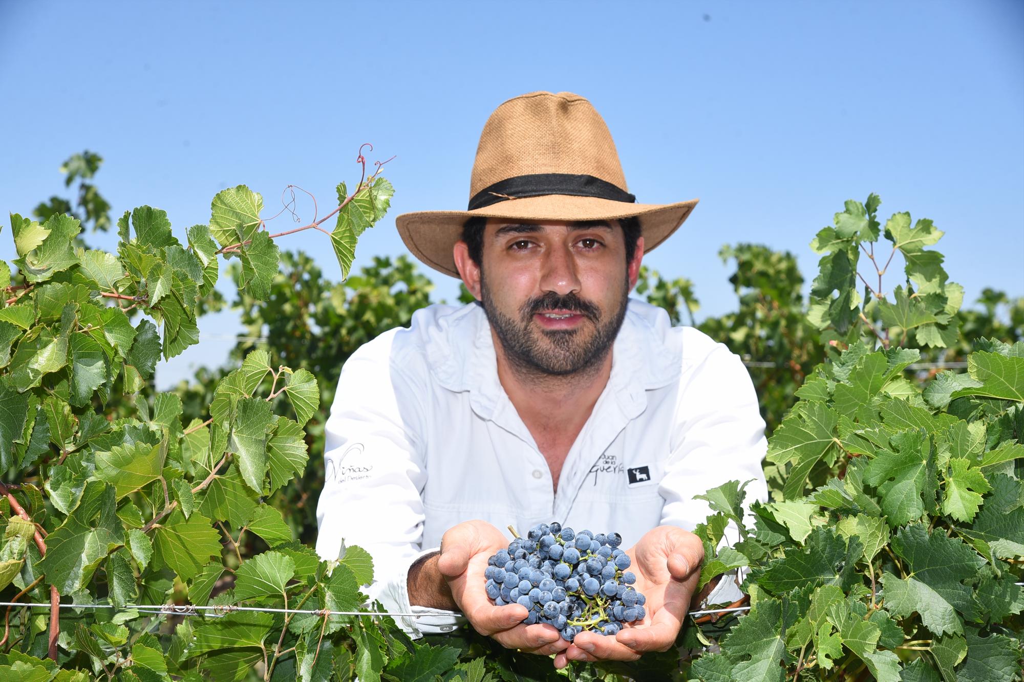 $!Gerardo sostiene unas uvas de la variedad Cabernet Sauvignon.