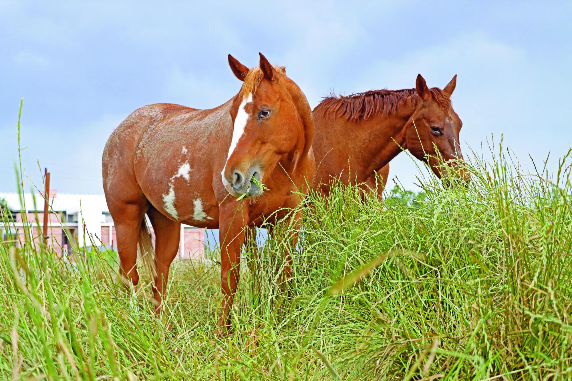 $!La equinoconsciencia es una terapia en la cual los caballos reaccionan a la energía de los sentimientos.