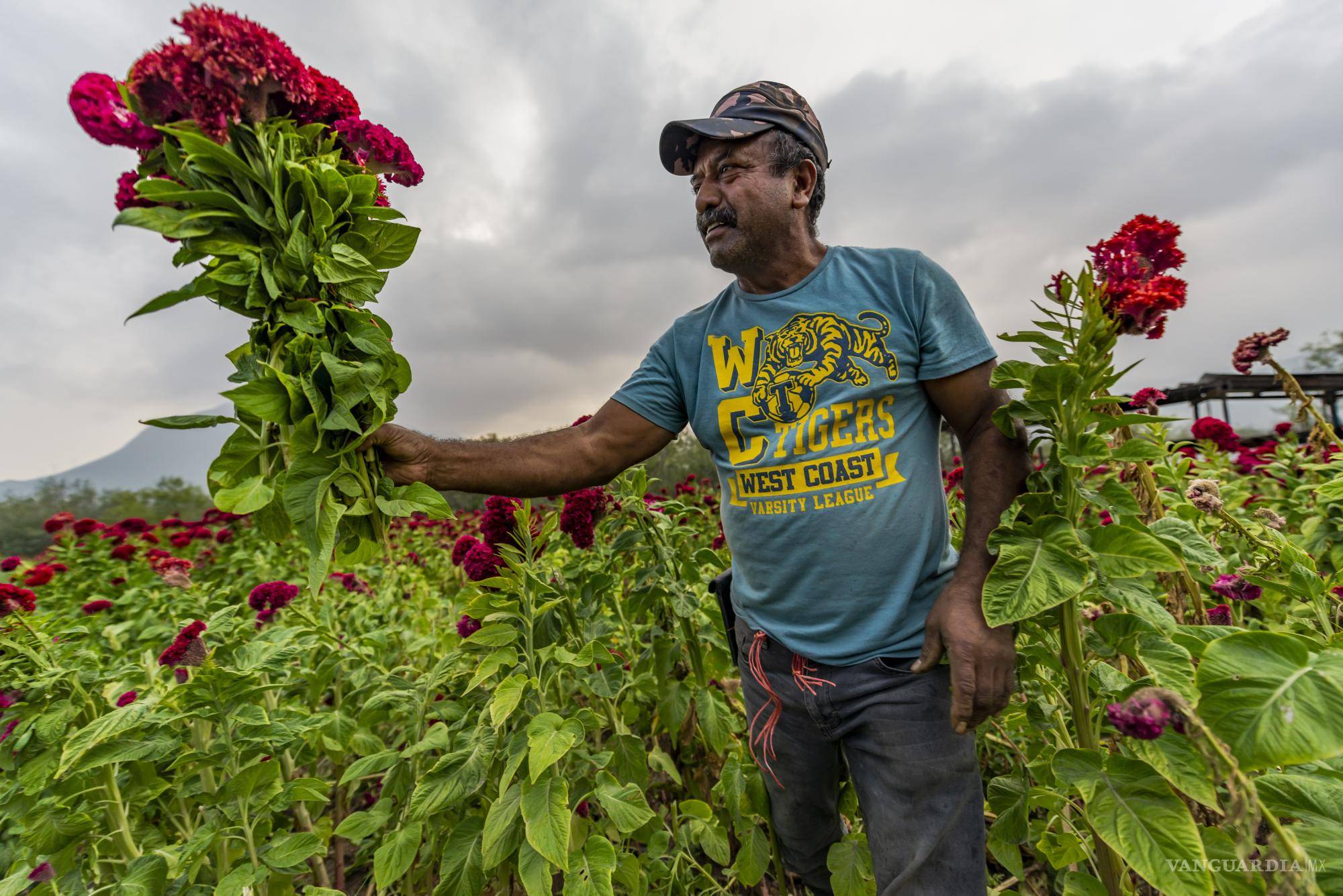 $!La belleza de la flor de cempasúchil llega a todos los rincones de México.