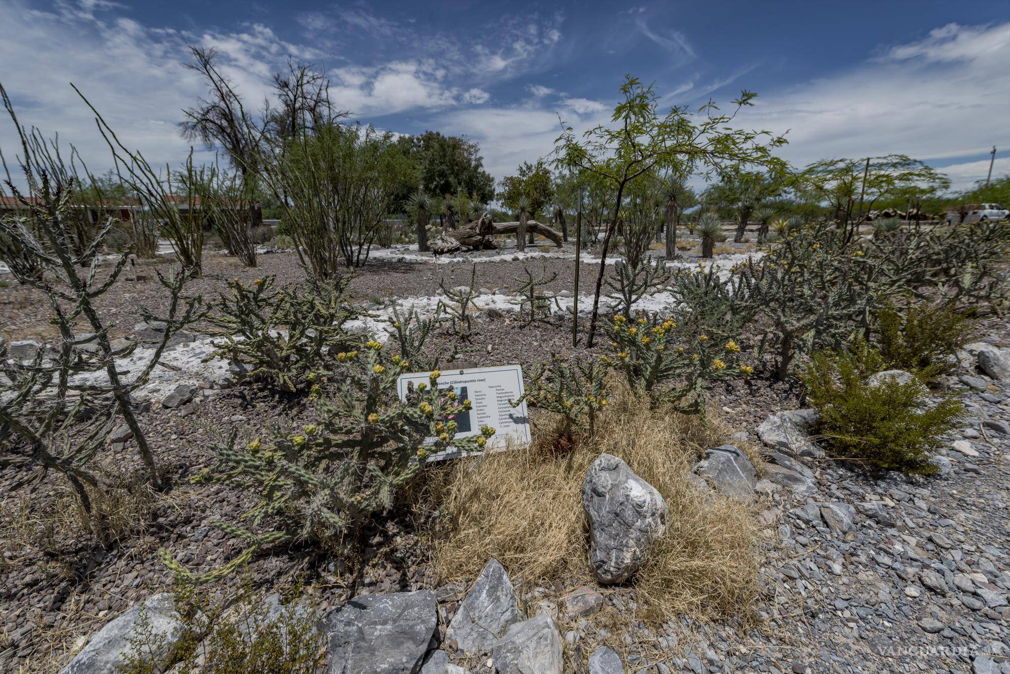 $!Flora adaptada a la aridez de Viesca, una muestra de la vida resiliente del desierto.