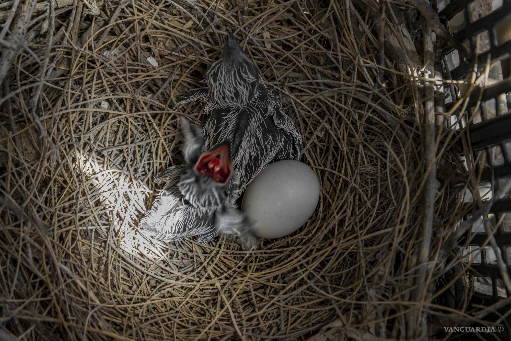 $!Entre las distintas actividades de investigación y divulgación que realiza el CIJE, sin duda una de las más destacadas es la reproducción de especies en peligro de extinción y endémicas tanto de Coahuila como de Viesca.