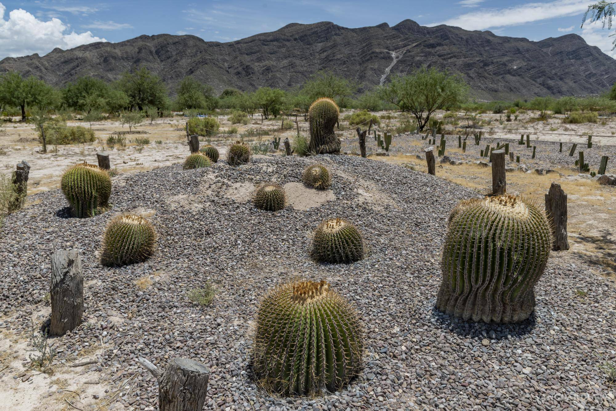 $!Cactáceas en el Jardín Etnobiológico del CIJE, esenciales para la conservación en el desierto coahuilense.
