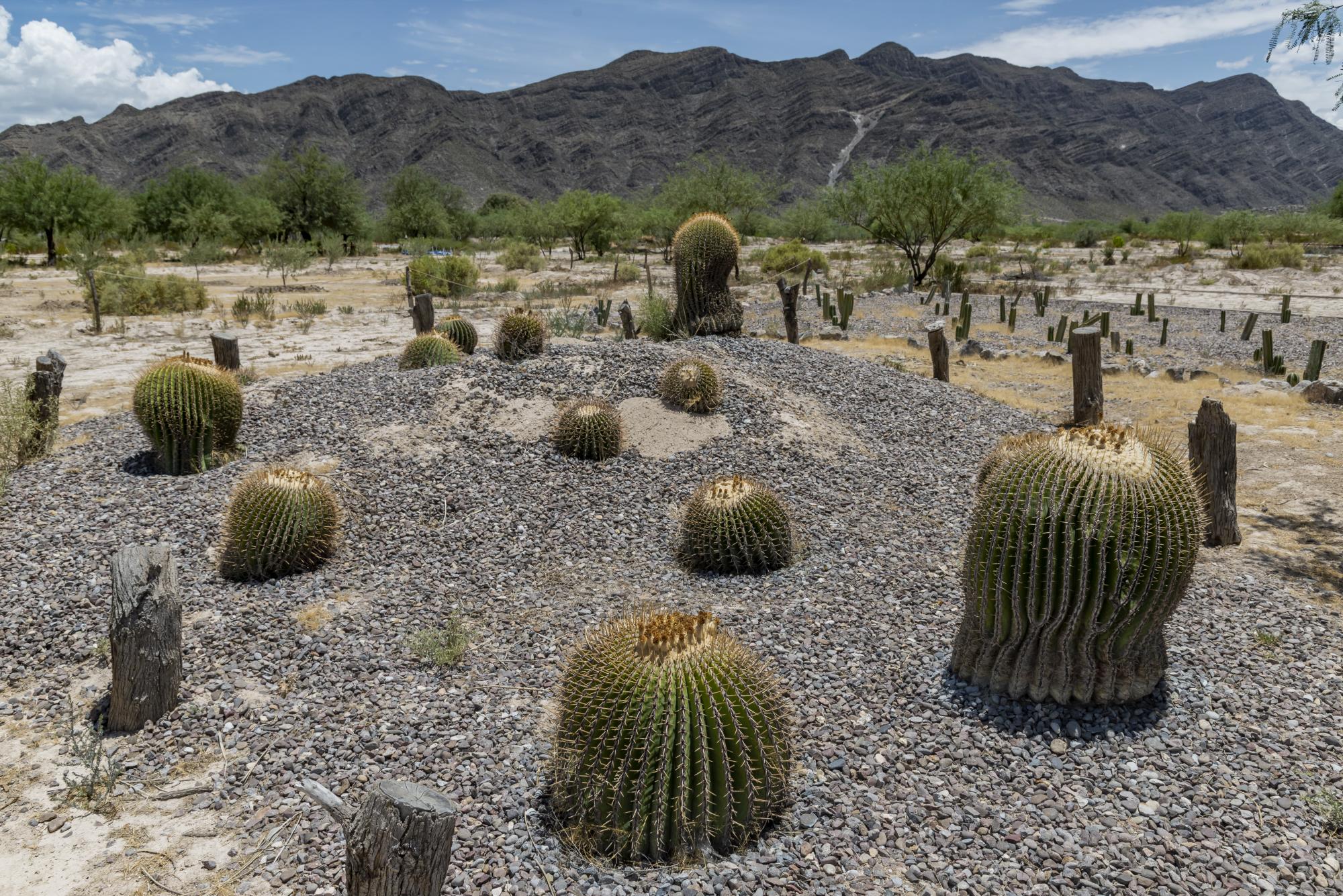 $!Cactáceas en el Jardín Etnobiológico del CIJE, esenciales para la conservación en el desierto coahuilense.