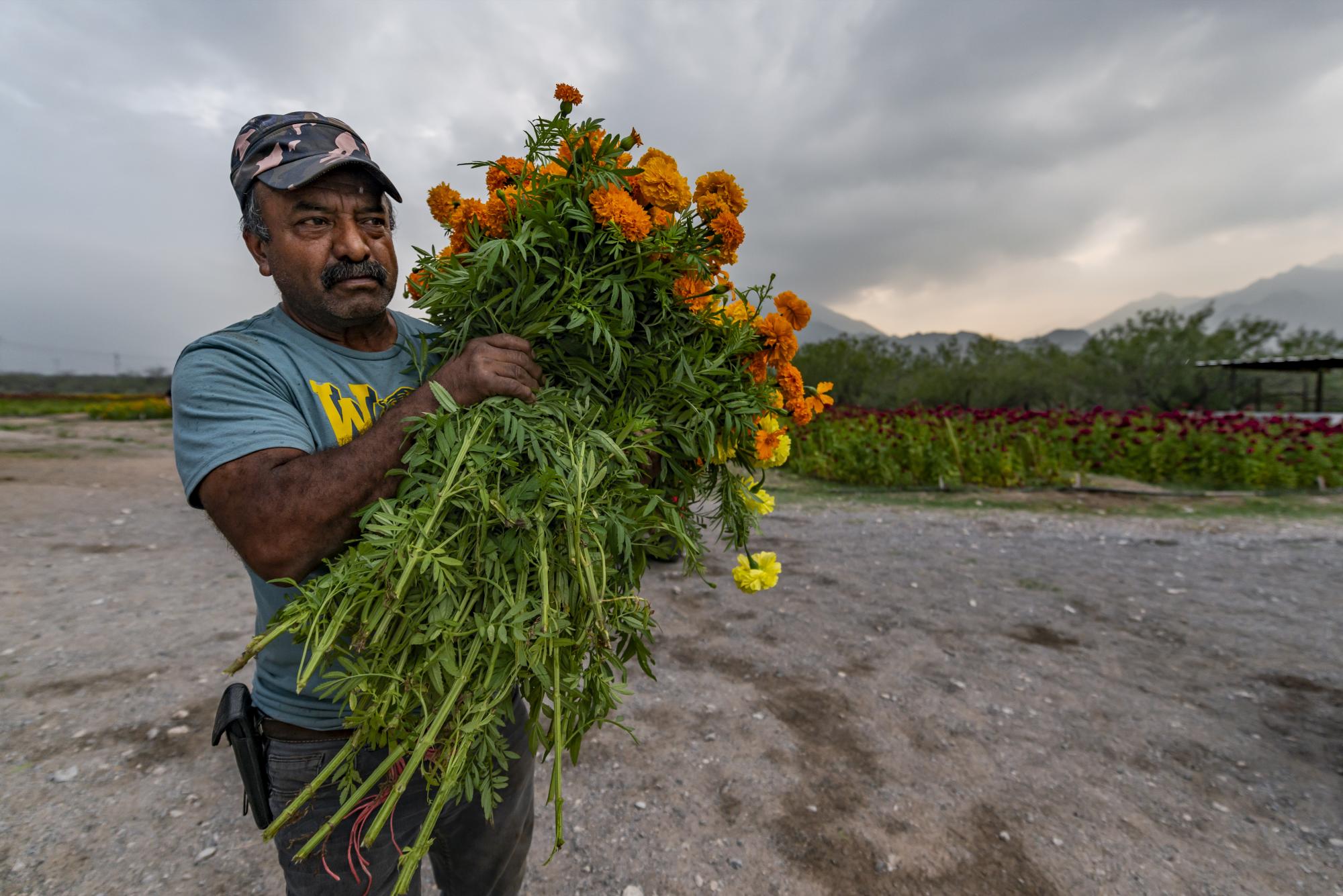 $!Crisantemos y cempasúchil: tesoros florales para el Día de Muertos.