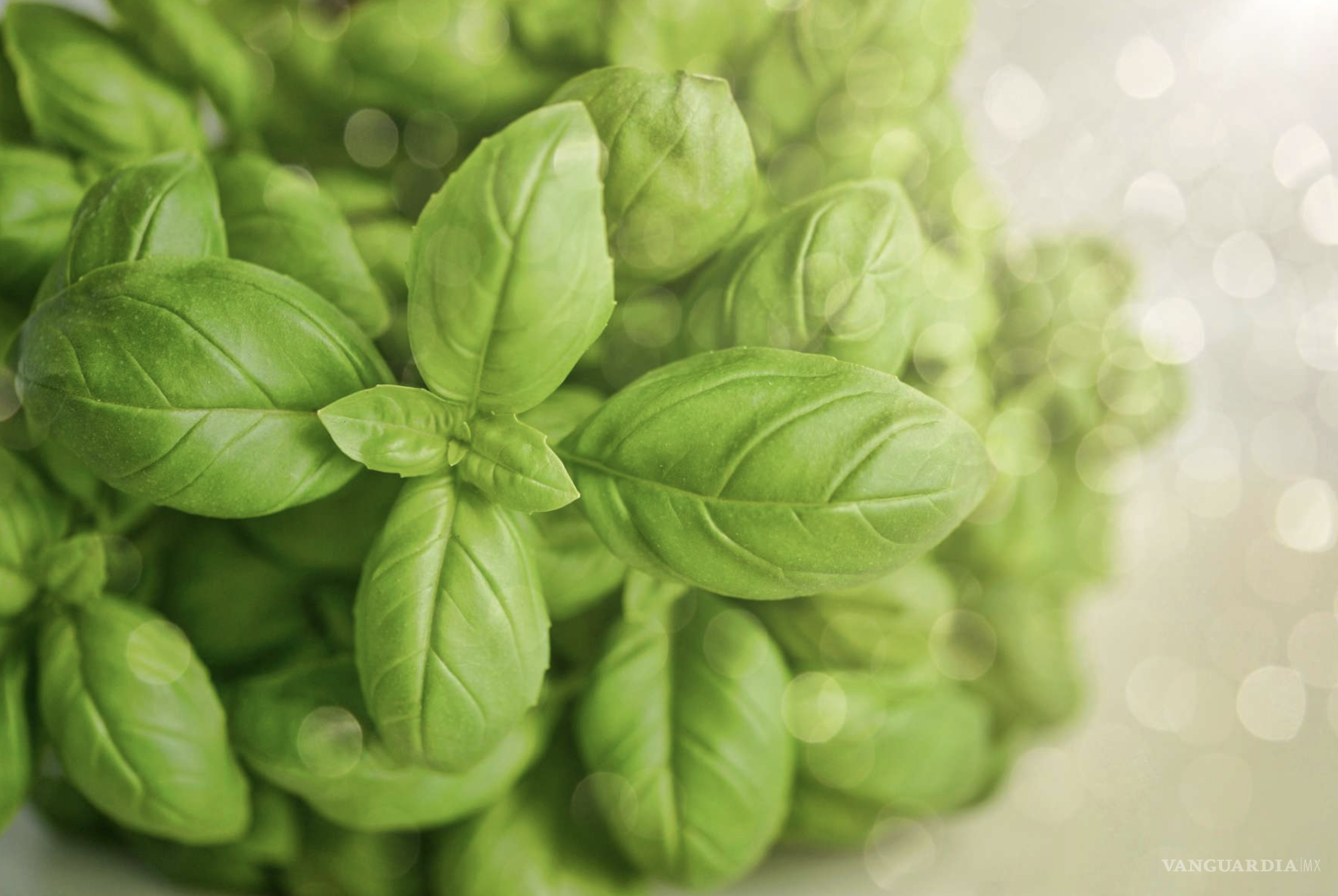 Albahaca fresca: secretos y una receta sorprendente