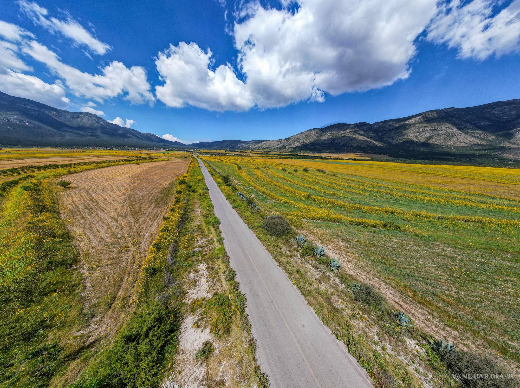 $!Aunque no representa un problema inmediato, el pocolote compite con cultivos de temporal como el maíz, por lo que es importante implementar medidas de control.