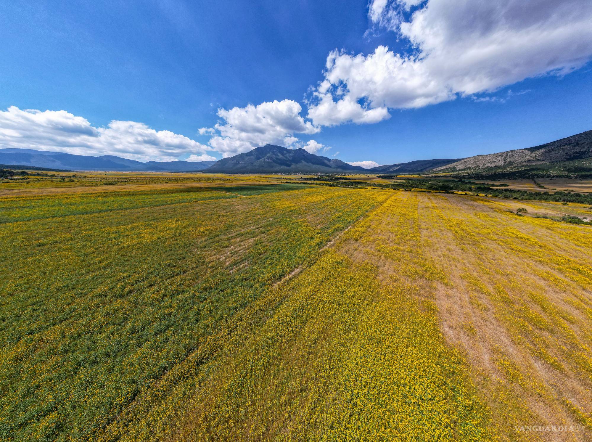 $!Entre las recomendaciones de manejo, se sugiere impedir que la planta llegue a semillar y pasar la rastra para incorporar los residuos al suelo como abono orgánico.