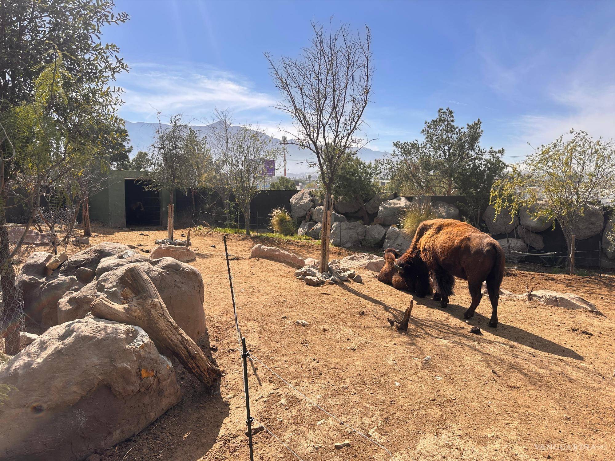 Por frío, Museo del Desierto en Saltillo resguarda flora y fauna; Municipio recomienda cuidar mascotas