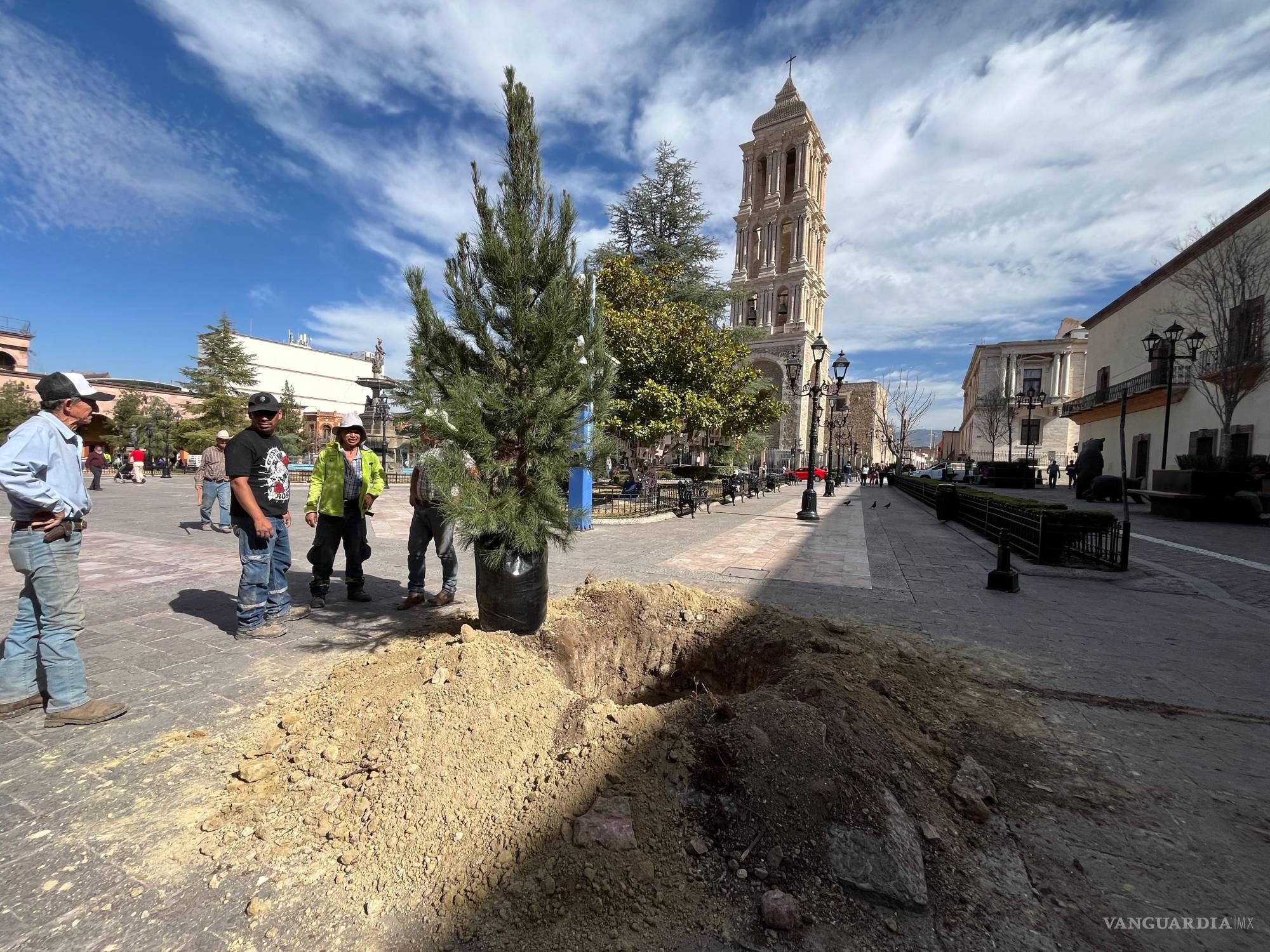 Saltillo: talan árboles enfermos en Plaza de Armas y Plaza San Francisco; reponen los primeros