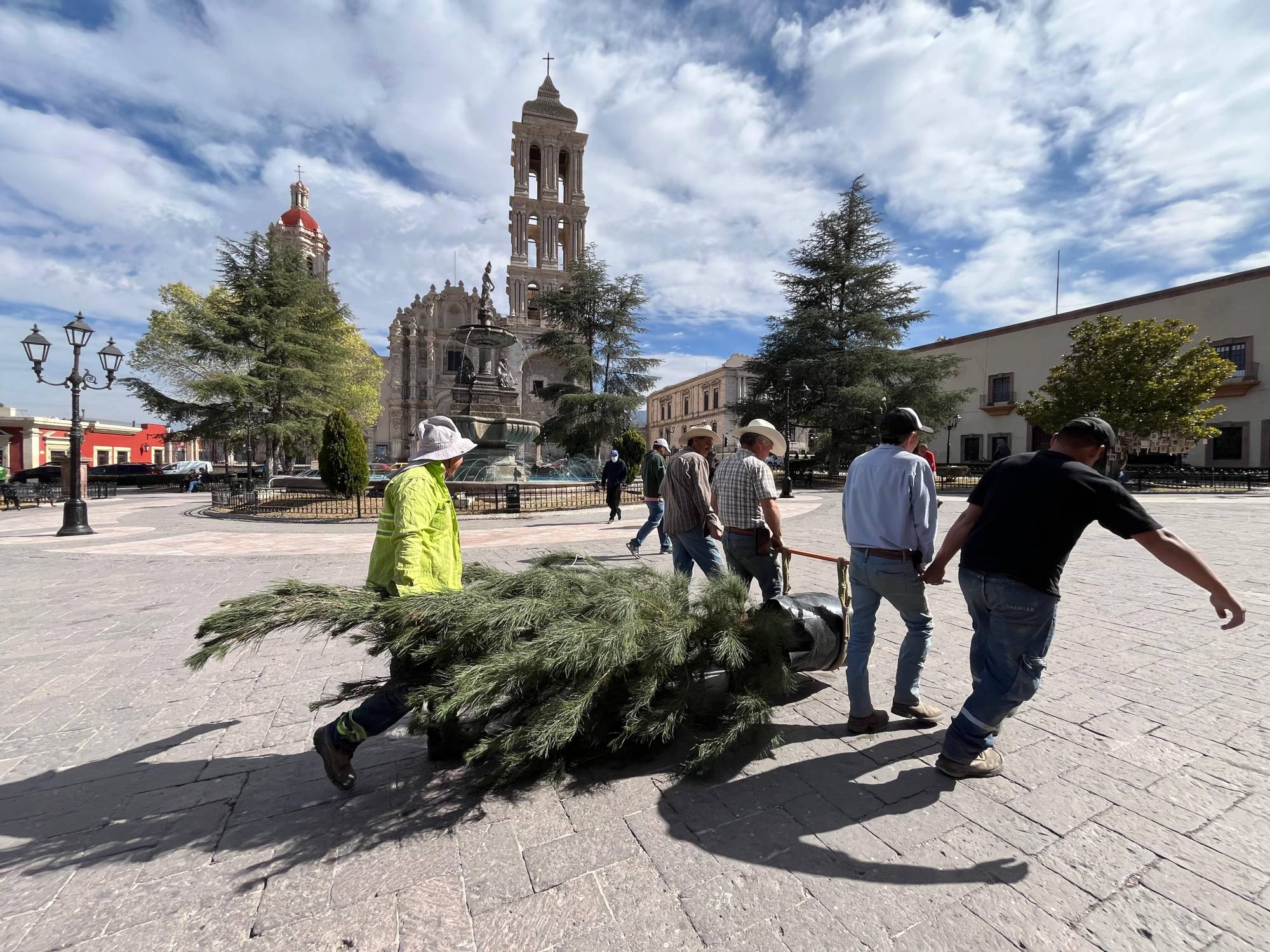 $!Los nuevos árboles fueron trasladados e instalados en el Centro Histórico la tarde del viernes como parte del programa de reforestación.