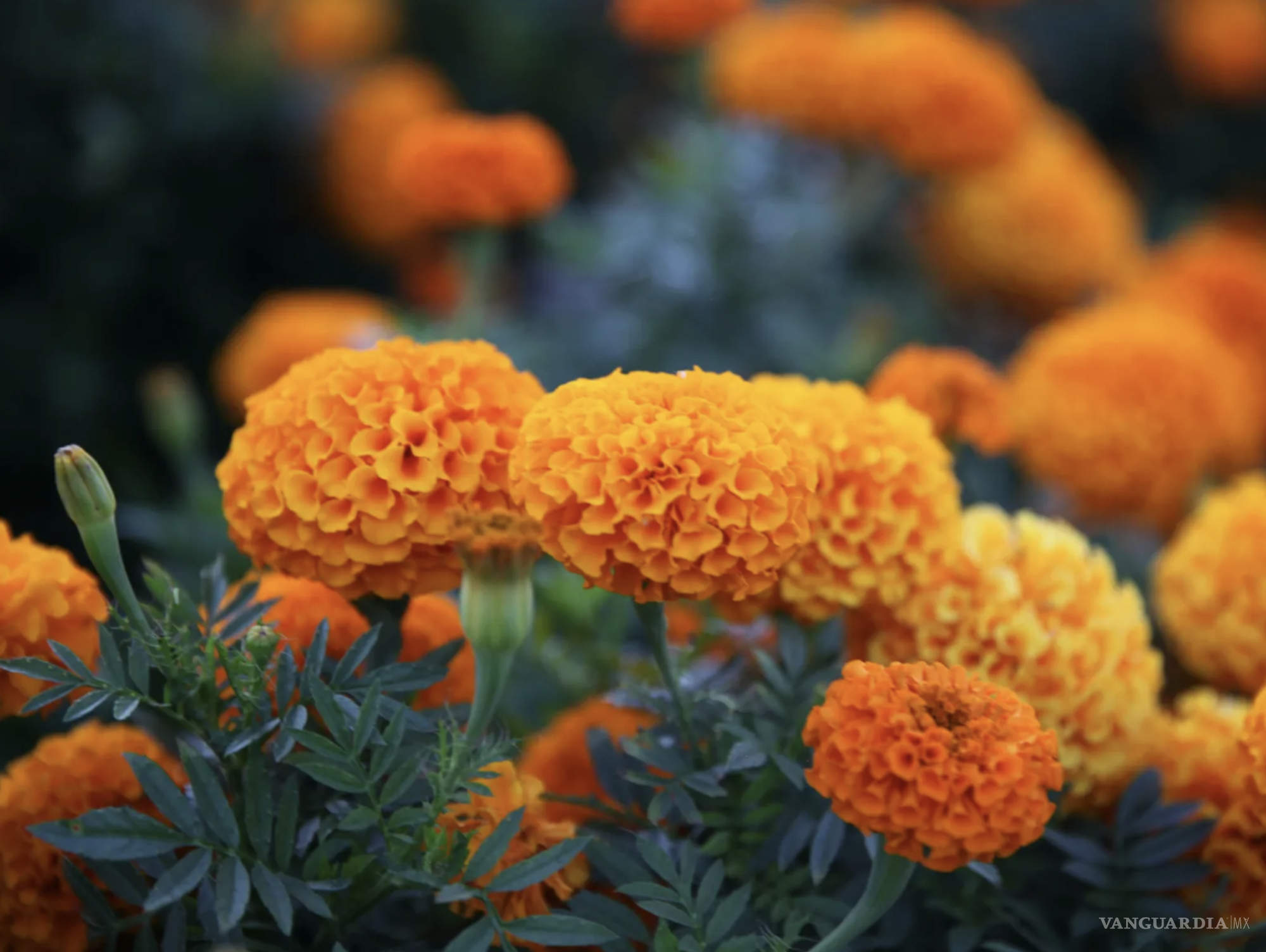 $!La flor sigue siendo un elemento esencial en la tradición del Día de Muertos.