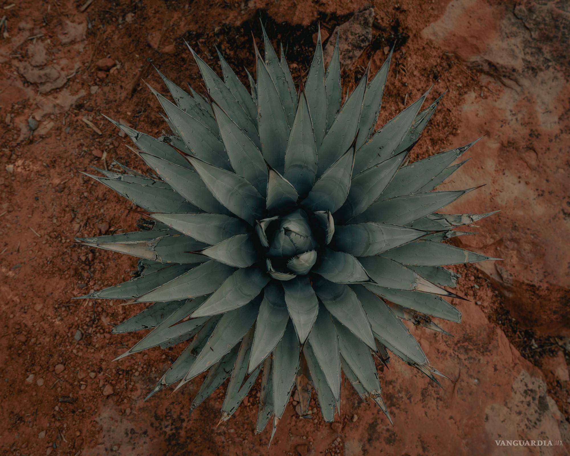 $!¿Cuántas veces pensaste que la miel de agave era mucha más saludable que la miel de abeja? ¡Error!