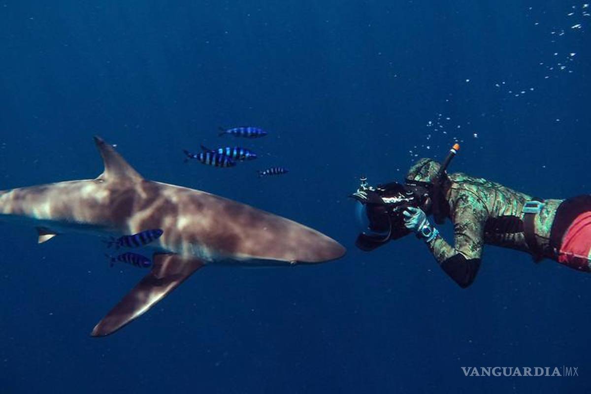 En México los tiburones valen más vivos que muertos