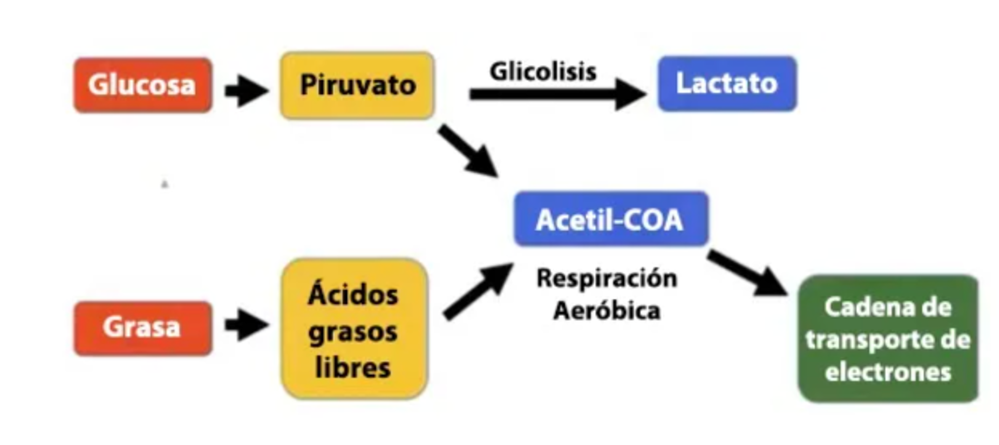 $!En resumen, su cuerpo puede utilizar dos combustibles para obtener energía: la glucosa y la grasa.