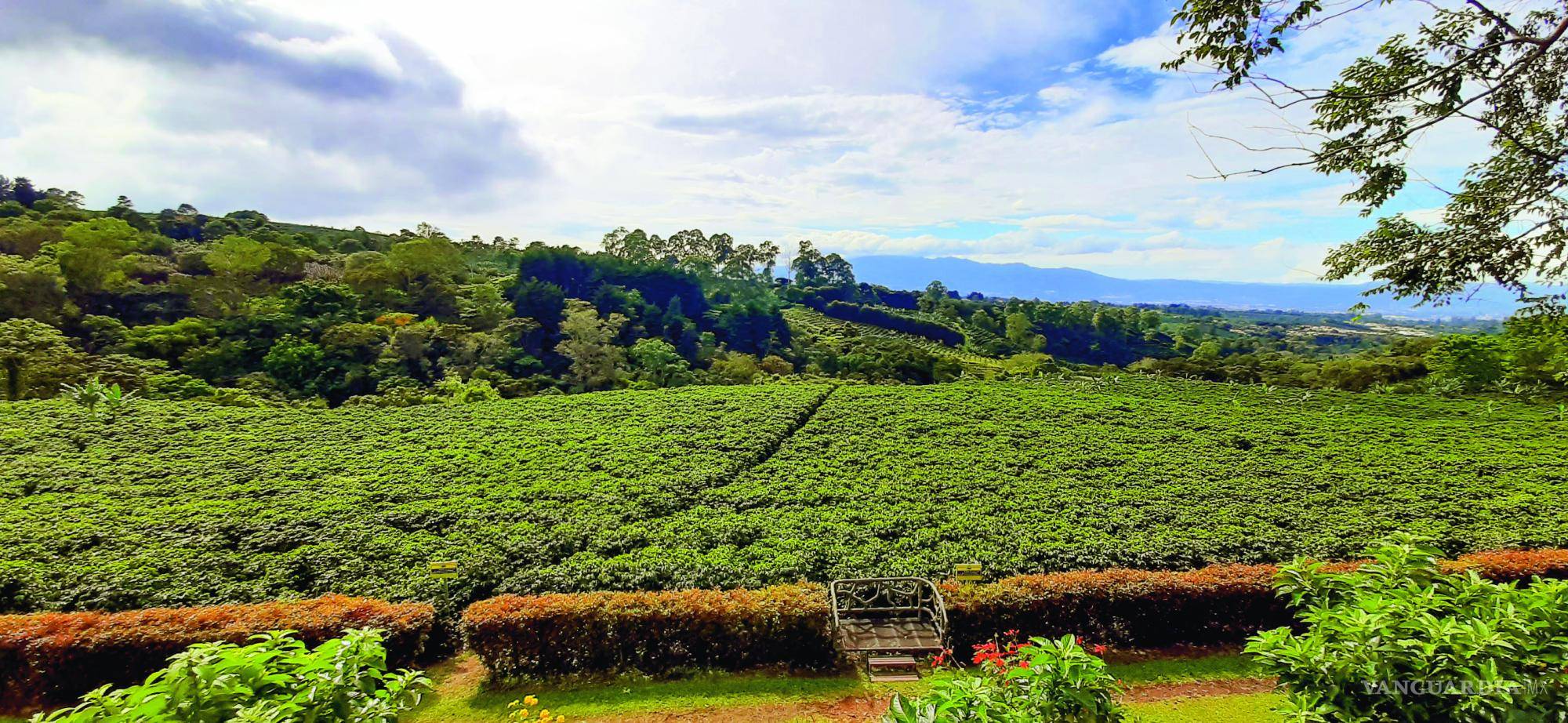 $!Plantación de café en las afueras de San José.