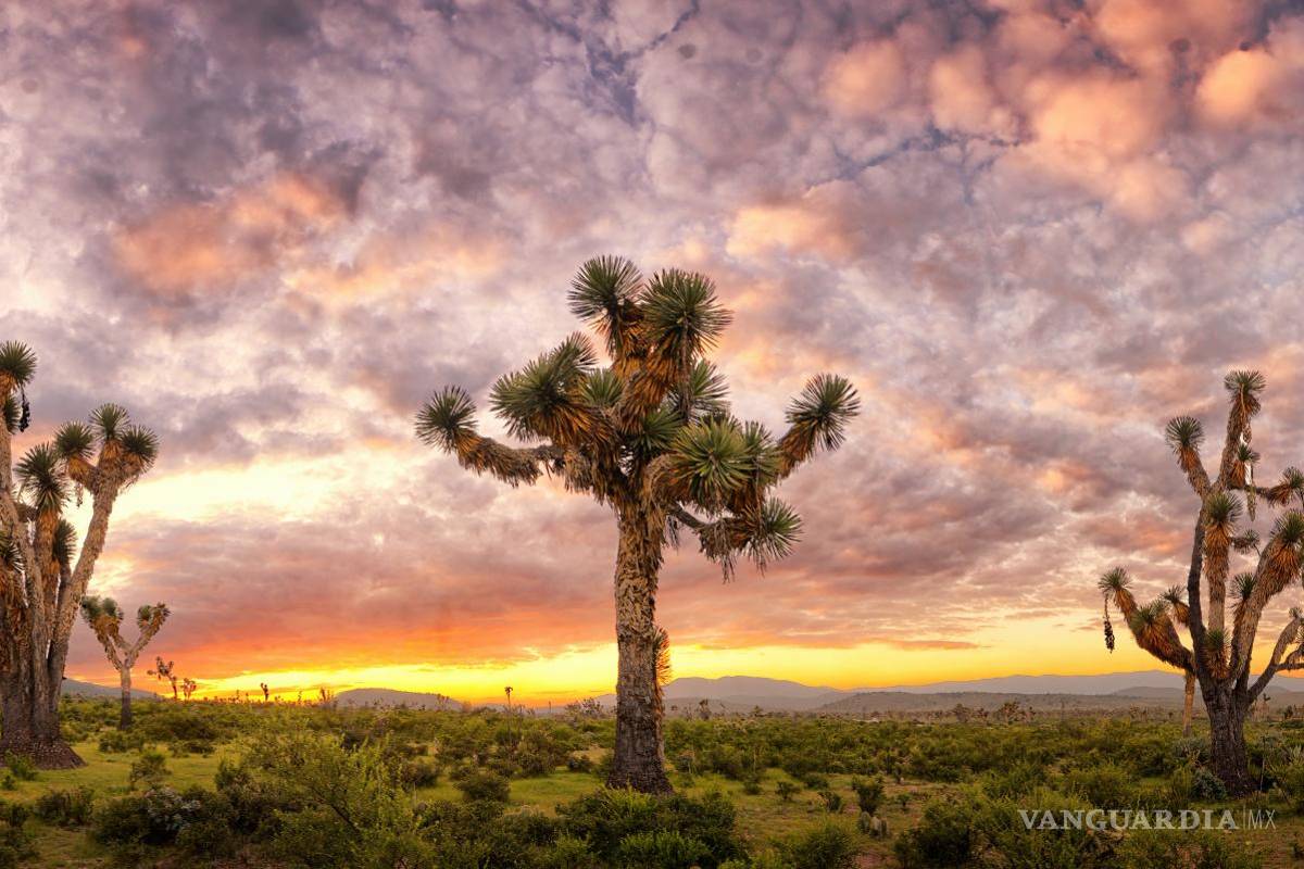 Presenta Daniel Bates Hurtado el ‘Desierto vivo’ de Coahuila