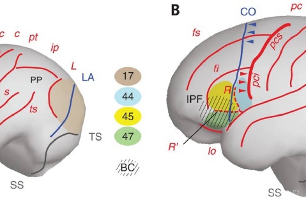 $!Nuestro cerebro logró su evolución en África hace unos 1.7 millones de años