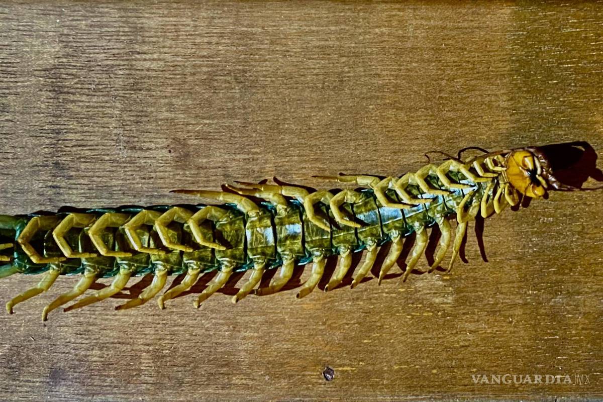 Ansiosos de un credo salvador