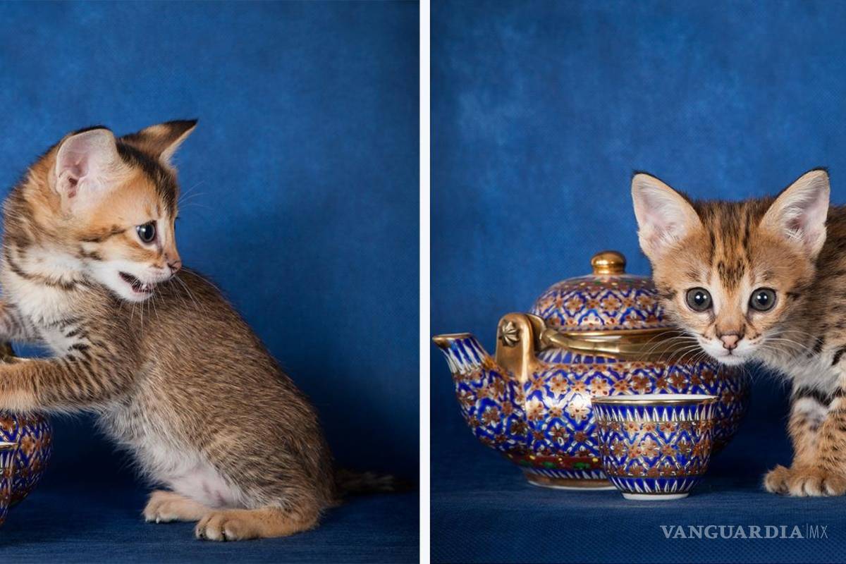 $!Gatito de la sabana, tetera y taza de té. EFE/HudsonAlpha