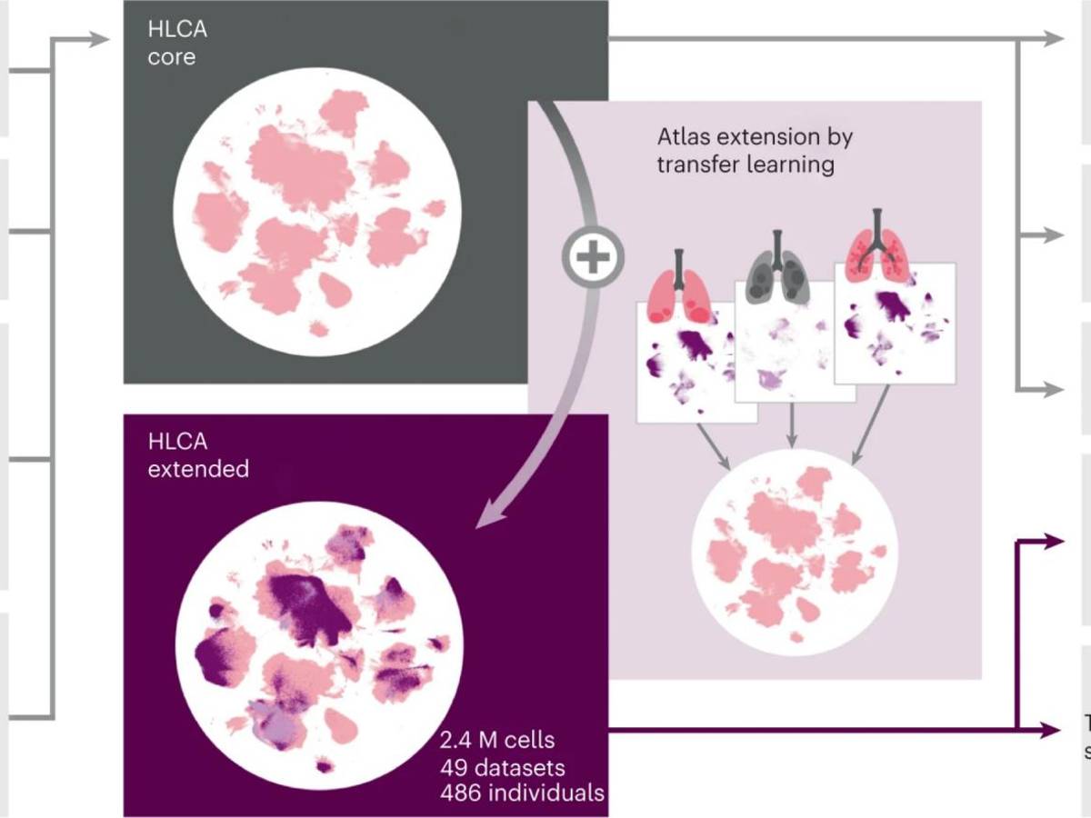 $!Investigadores crearon un “Atlas de Células Pulmonares Humanas”.