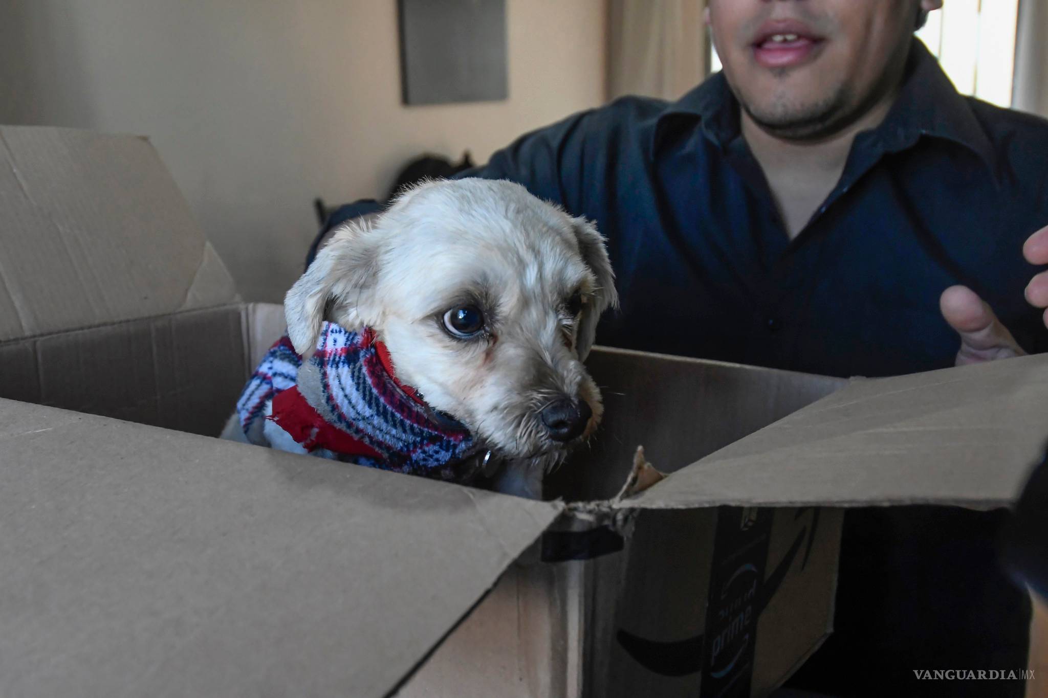 $!Por esta razón las mascotas no son un regalo que puedes desechar