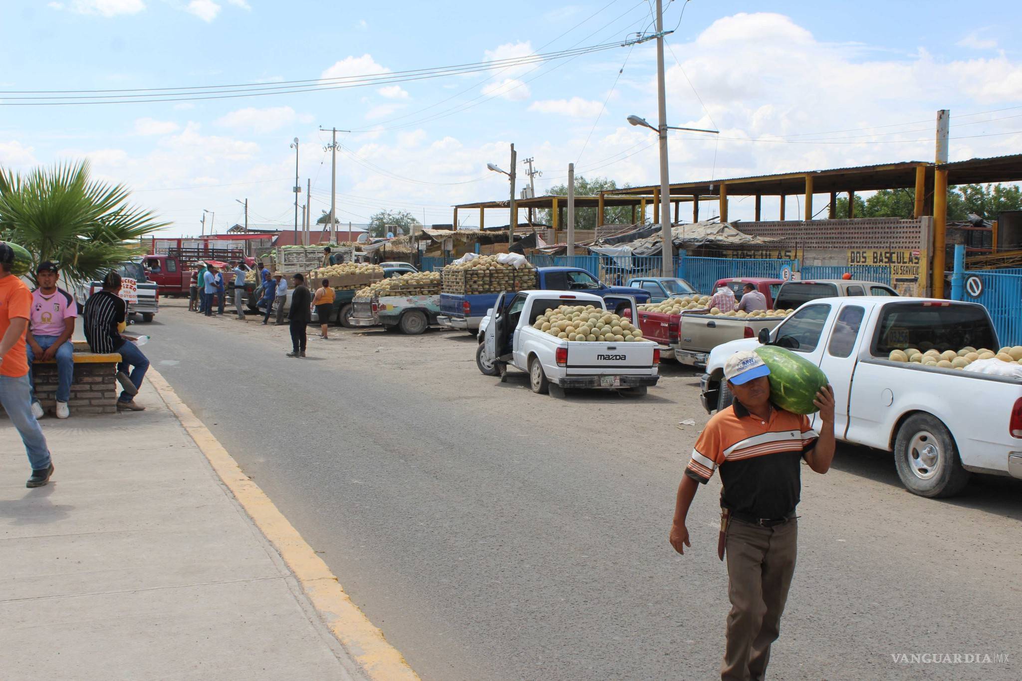 $!¿Qué hay detrás del melón más sabroso de México?