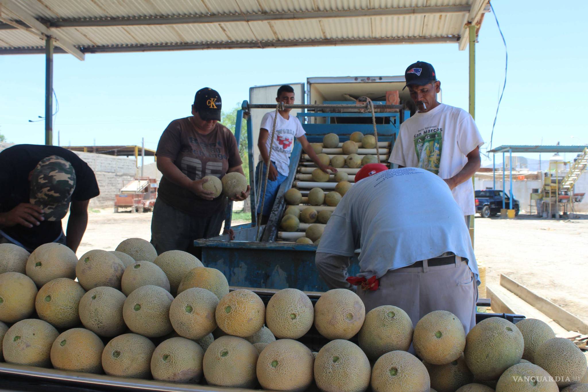 $!¿Qué hay detrás del melón más sabroso de México?