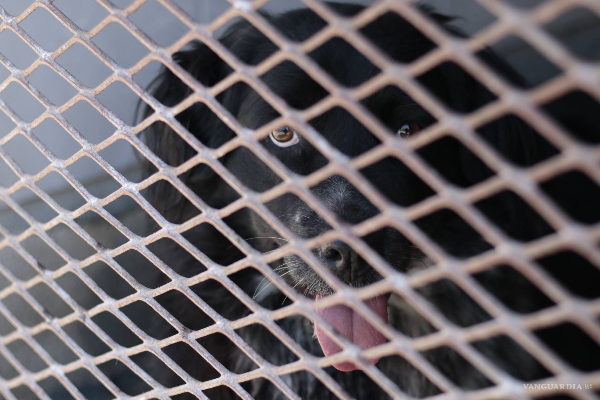 $!Prodebida, la asociación que defiende y protege animales cumple 15 años dejando huellas