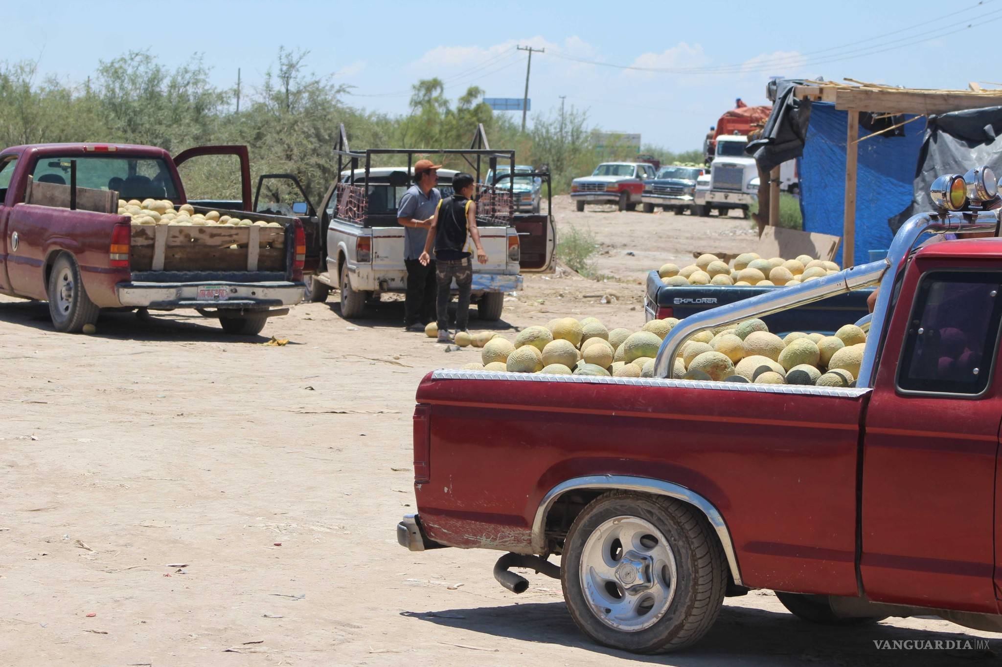 $!¿Qué hay detrás del melón más sabroso de México?