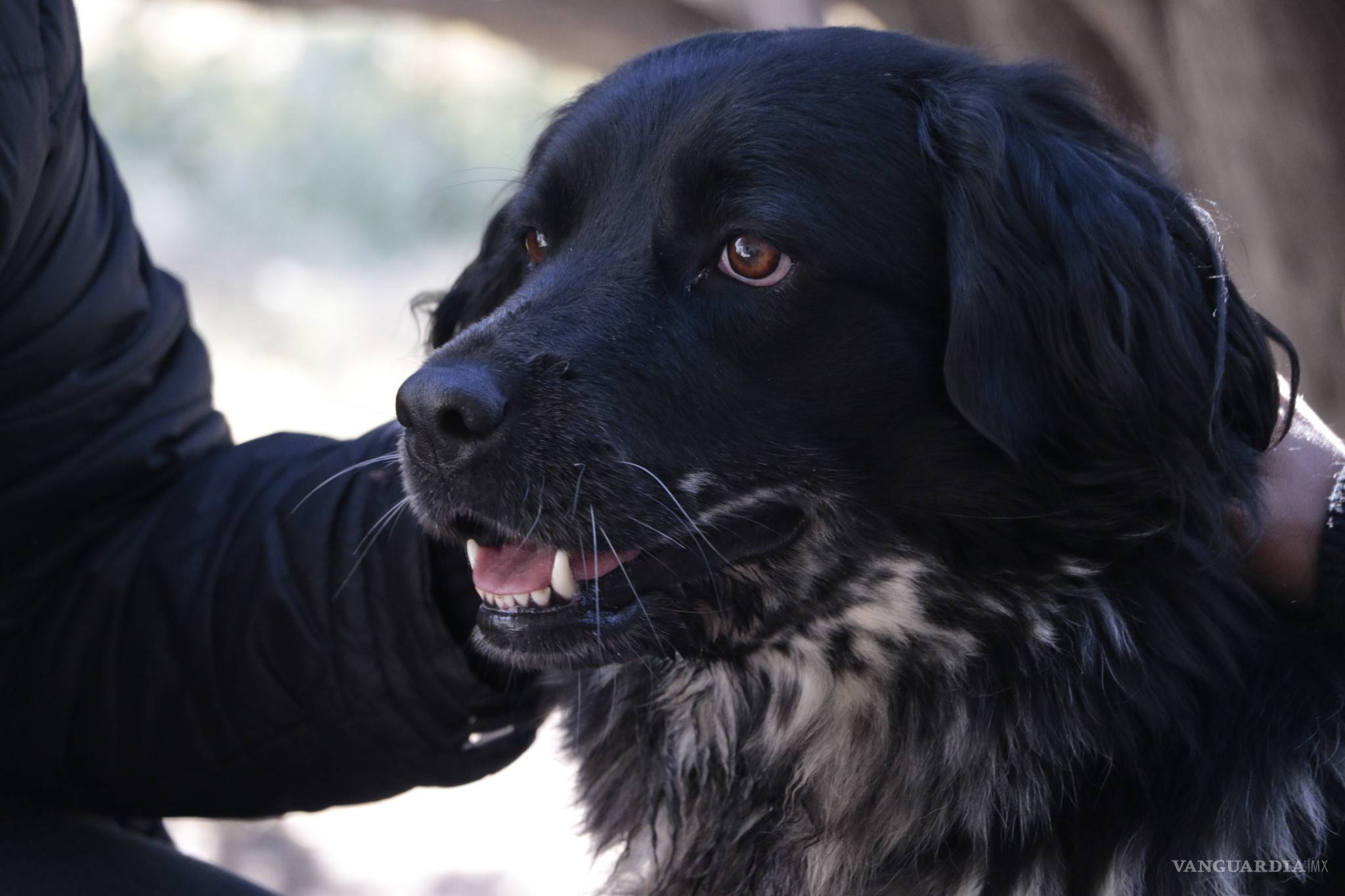 $!Prodebida, la asociación que defiende y protege animales cumple 15 años dejando huellas