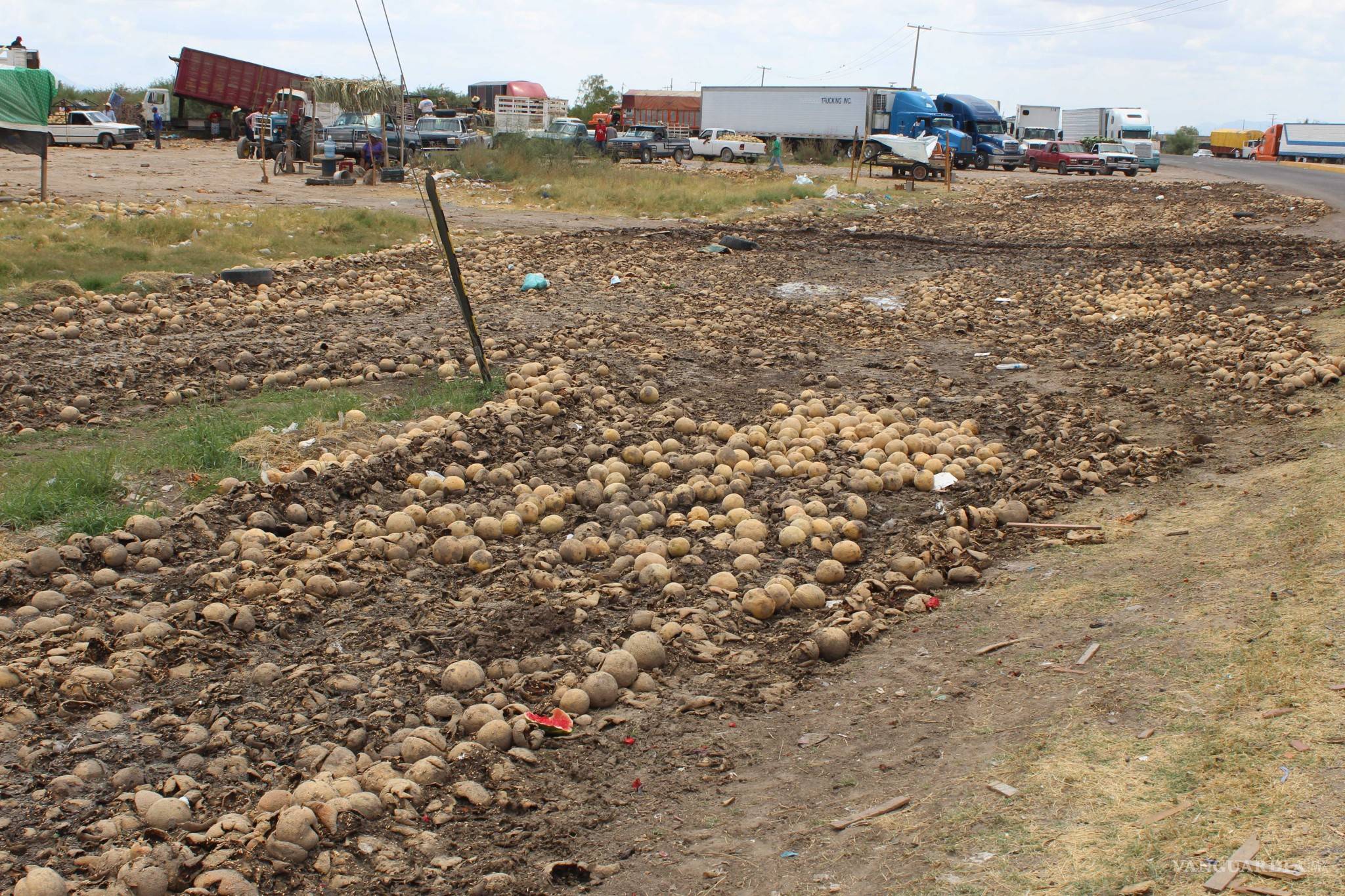 $!¿Qué hay detrás del melón más sabroso de México?