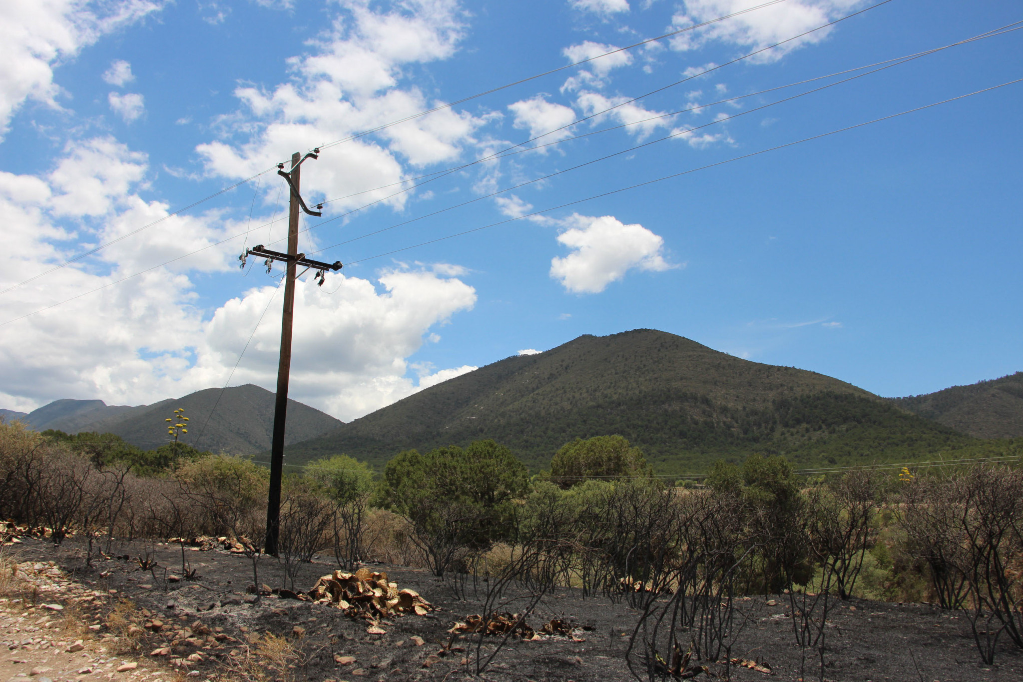 $!Narra familia angustia al verse rodeada por las llamas en incendio forestal de la Sierra de Arteaga