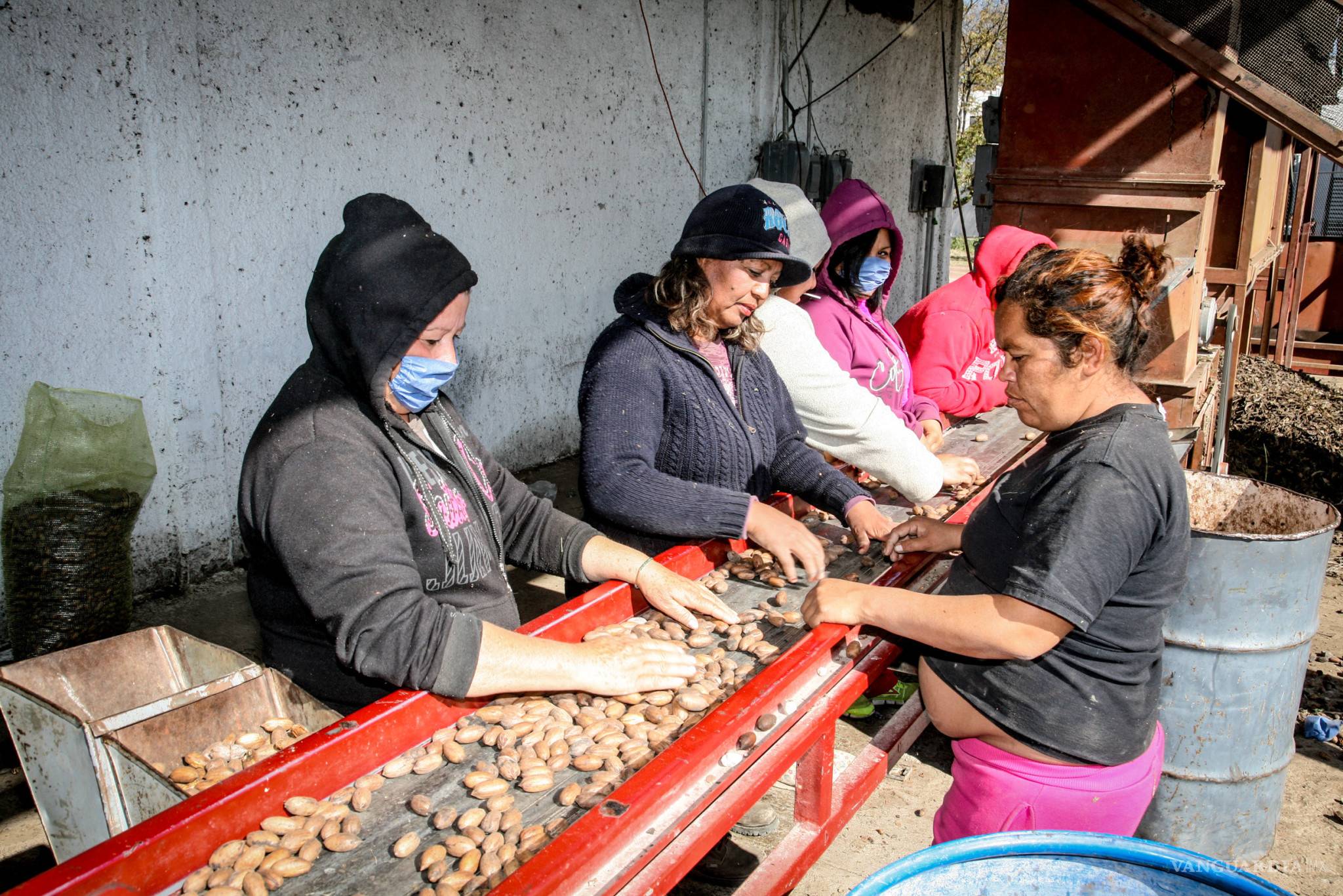 $!Parras con sabor a nuez