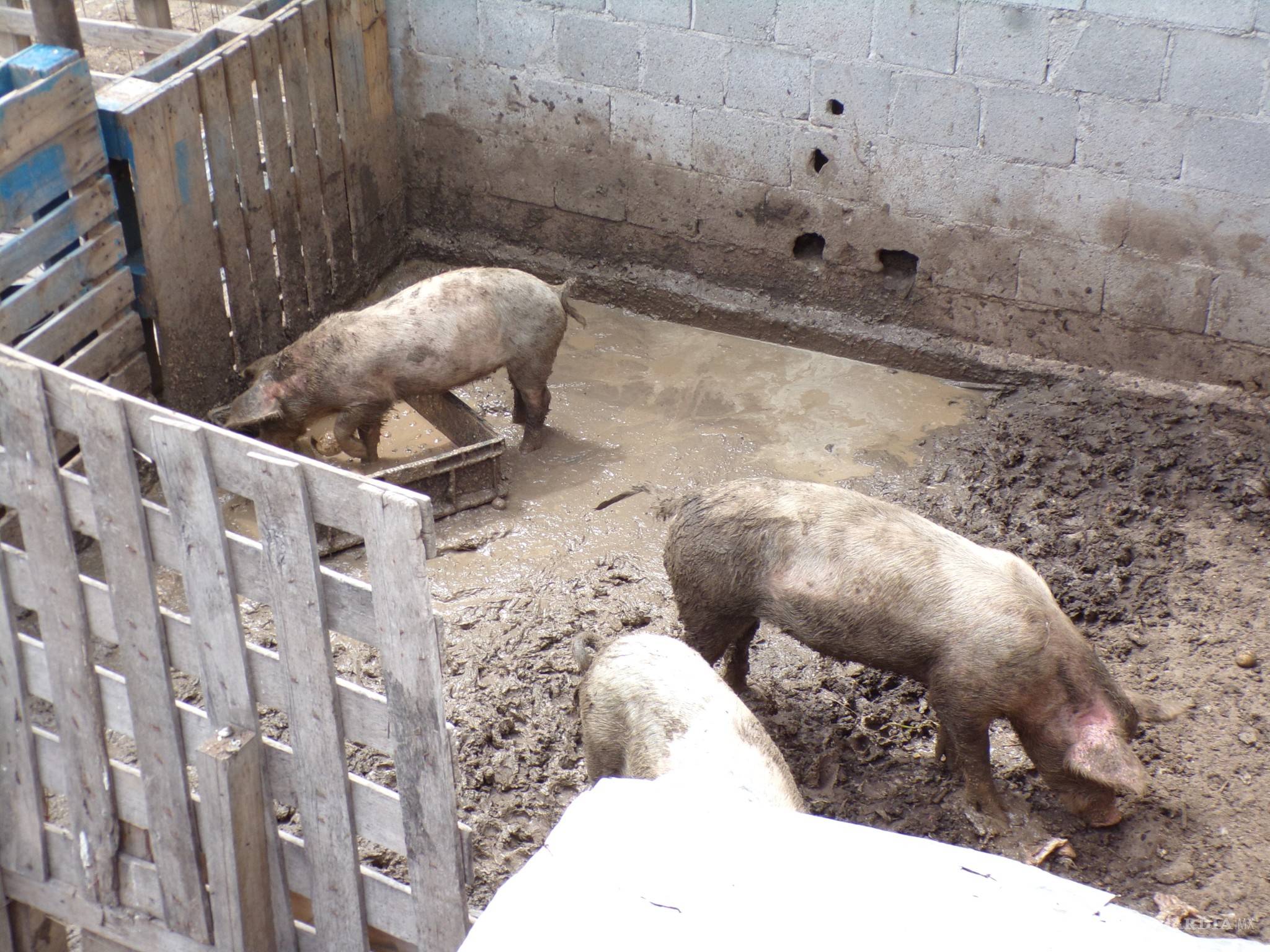 $!Viven en La Gloria entre moscas, malos olores e indiferencia; crían puercos con total impunidad