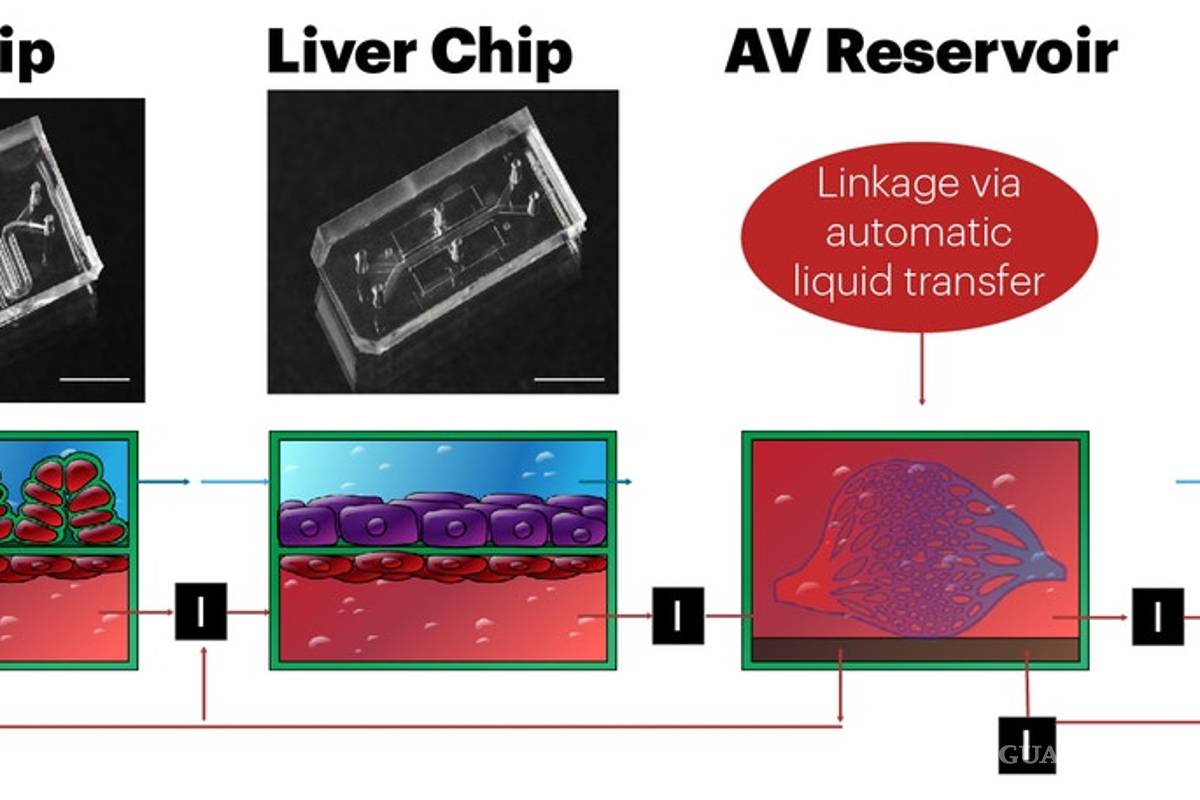 $!Científicos crean el primer modelo de órganos humanos "in vitro" capaz de predecir si un fármaco es eficaz