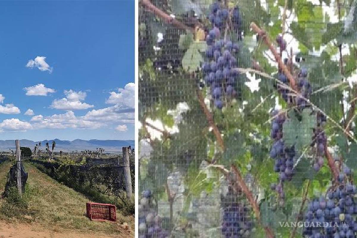 ¡Salud! Logra CIQA aumentar producción de uva con nuevas técnicas de cultivo, en San Juan de la Vaquería