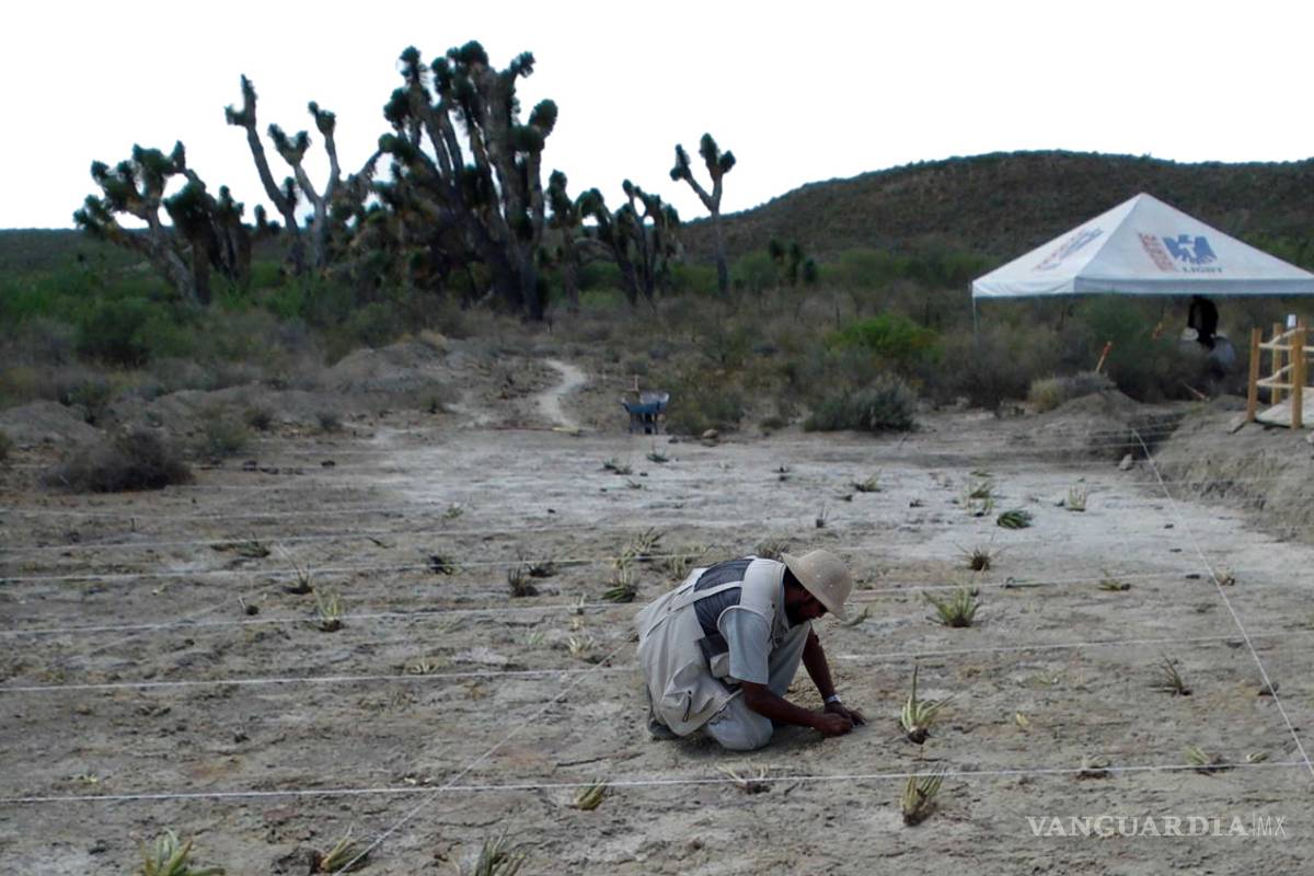 Hallan cerca de Saltillo huellas de dinosaurio que datan de hace 90 millones de años
