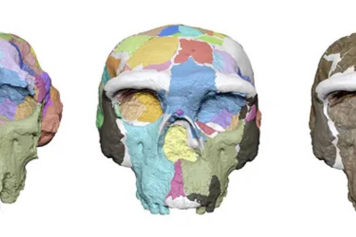 $!La reconstrucción digital del cráneo de Yunxian 2 dieron como resultado una representación de lo que los investigadores consideran la probable apariencia original del fósil.