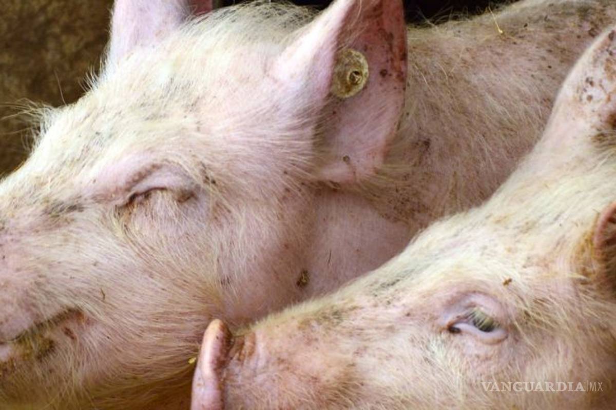 Alertan de una nueva cepa de coronavirus en cerdos