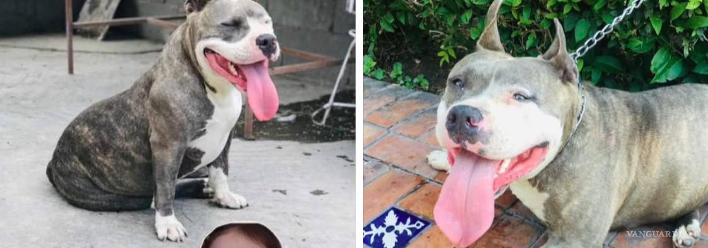 ‘Gorda’ se extravió en la colonia Valencia de Saltillo; su dueña pide ayuda para encontrarla