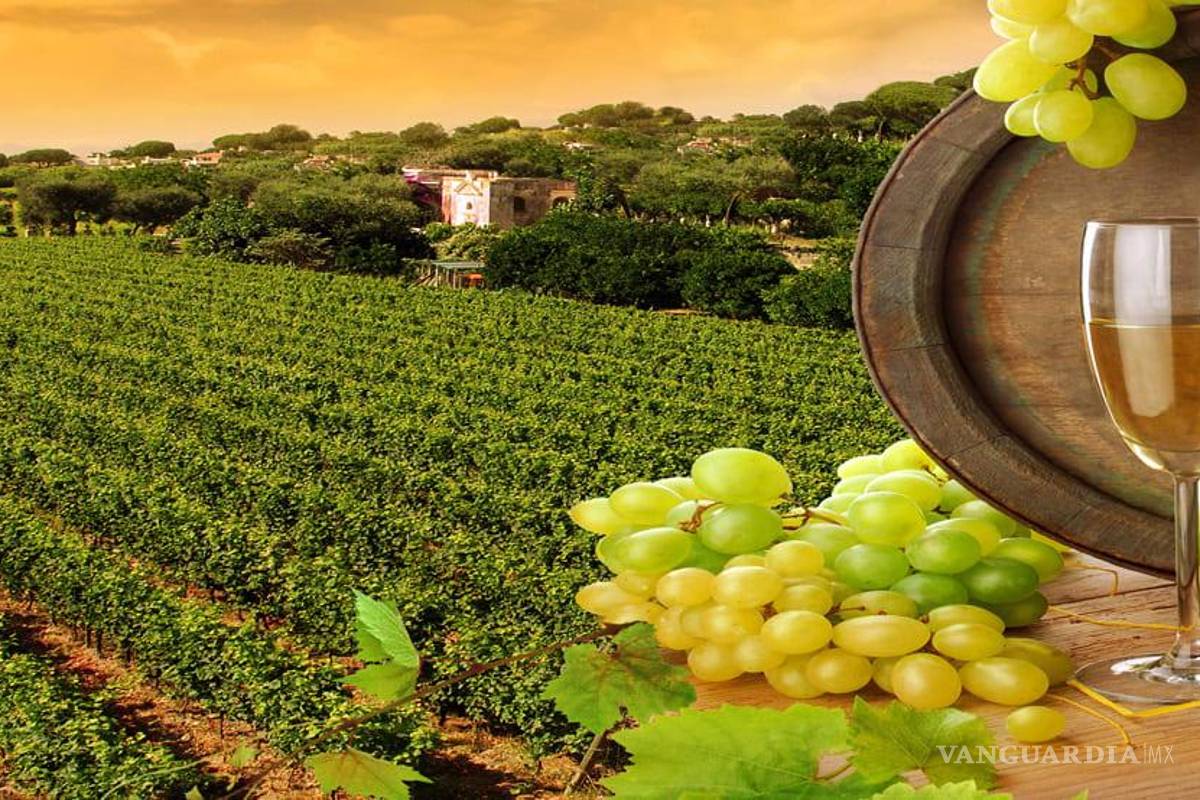 Por vendimias en casas vitivinícolas de Coahuila se esperan más de 10 mil visitantes y derrama de 20 mdp