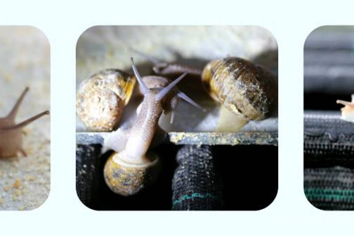 $!Huevas de caracol, el "caviar blanco"