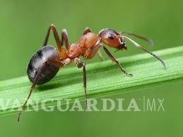 $!¡Vivir un día! Este insecto vive tan solo 24 horas... y otros 9 animales con vidas increíblemente cortas