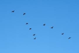 Una bandada de aves vuela sobre Belgrado, Serbia, el martes 8 de septiembre de 2026.