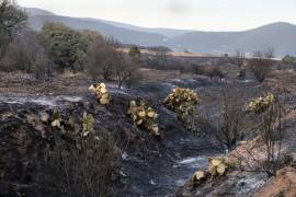 Restos de vegetación calcinada tras el incendio que afectó 73 hectáreas en la sierra de El Tunal, en Arteaga.