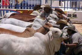 Piden elevar el estatus zoosanitario de Coahuila para la ganadería