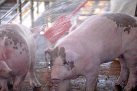 Se abren 32 mercados para cárnicos de cerdo mexicano